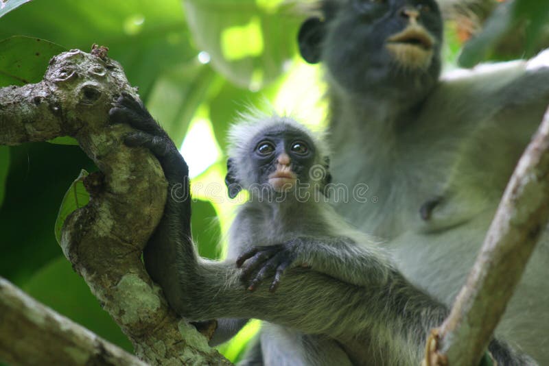 Colobus rouge mis en danger Piliocolobus de singe, mère de kirkii de Procolobus et bébé s'asseyant ensemble dans les arbres de la photos libres de droits Colobus rouge mis en danger Piliocolobus de singe, mère de kirkii de Procolobus et bébé s'asseyant ensemble dans les arbres de la photos libres de droits