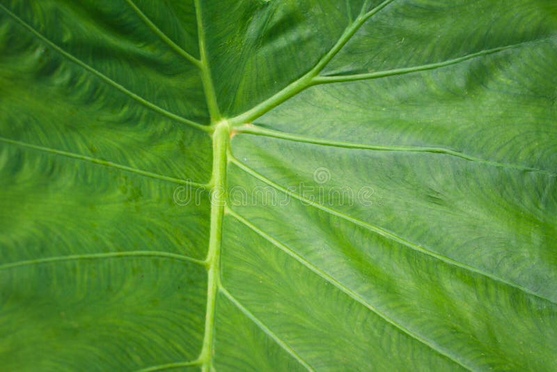 Colocasia esculenta L De Schottvoedingswaarde moet diuretische immuniteit creëren, laxeermiddel royalty-vrije stock afbeeldingen Colocasia esculenta L De Schottvoedingswaarde moet diuretische immuniteit creëren, laxeermiddel royalty-vrije stock afbeeldingen