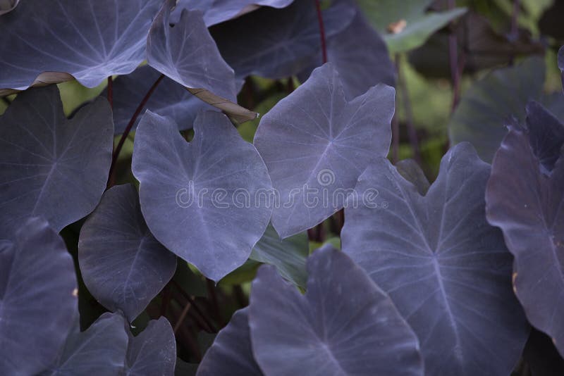 Colocasia-essbare Anlage lizenzfreie stockfotos Colocasia-essbare Anlage lizenzfreie stockfotos