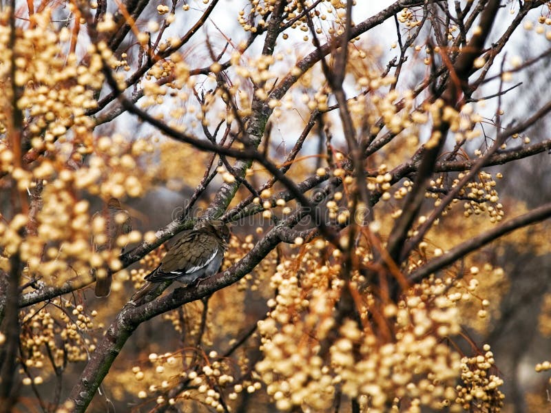Colomba in albero sbocciante fotografia stock