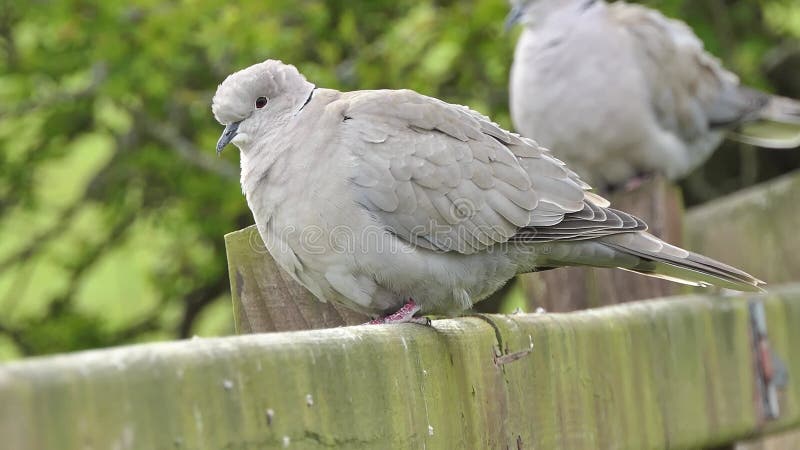 Colombe assis sur une barrière Co. Antrim Irlande du Nord