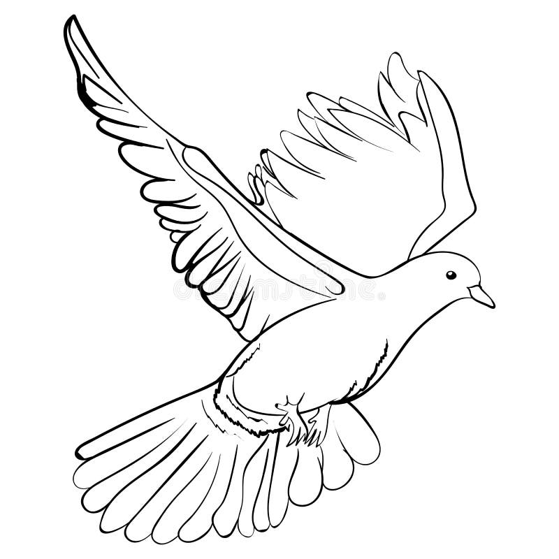Colombe blanche de vol gratuit, illustration de vecteur de croquis illustration libre de droits Colombe blanche de vol gratuit, illustration de vecteur de croquis illustration libre de droits