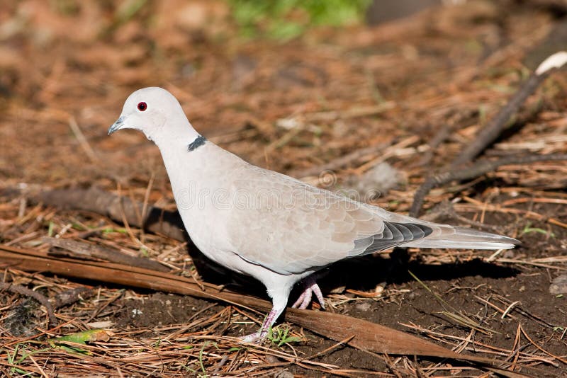 Tourterelle à collier sur des aiguilles de pin photo stock
