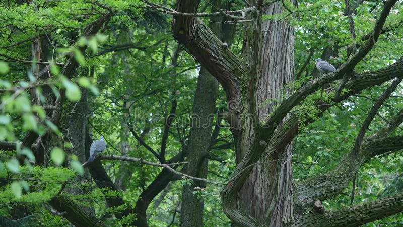 Colombe de gris se reposant sur une branche d'arbre