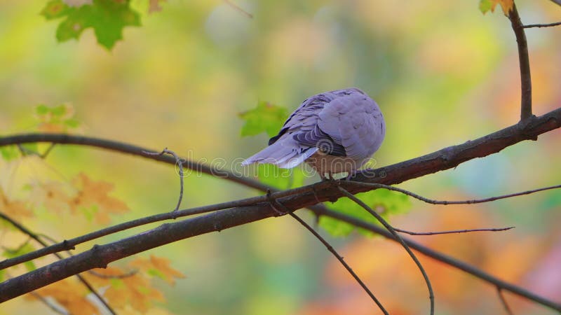 Colombe dell'euroasia colate perch autunnale e volo