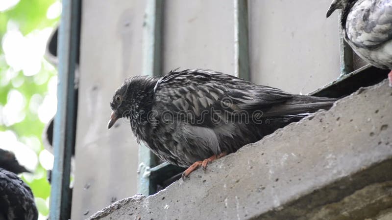 Colombe humide se reposant sur le rebord de fenêtre pendant la pluie