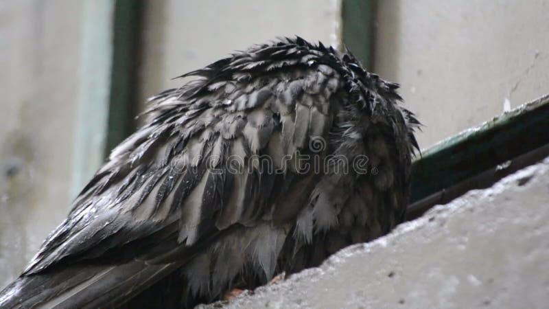 Colombe humide se reposant sur le rebord de fenêtre pendant la pluie