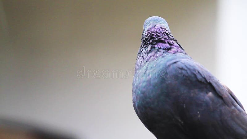 Colombe noire se reposant sous la pluie