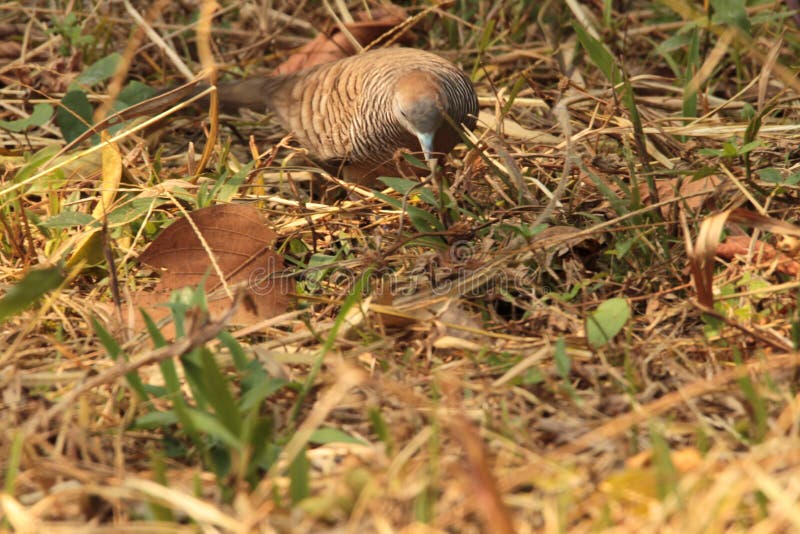 Colombe orientale de tortue photo libre de droits Colombe orientale de tortue photo libre de droits