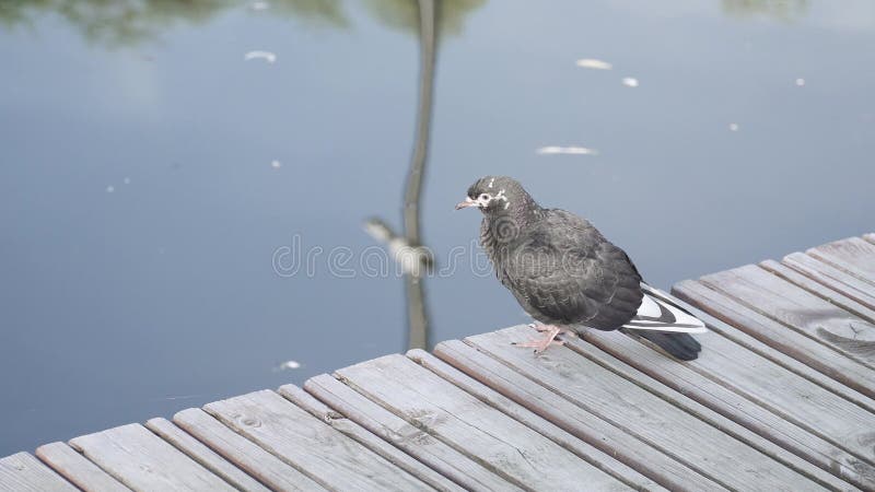 Colombe reposant sur une jetée en bois