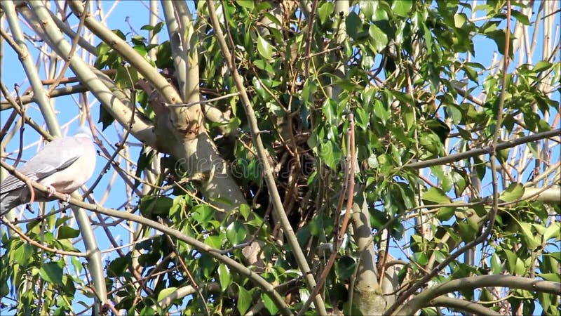 colombe se reposant sur la branche dans l'arbre