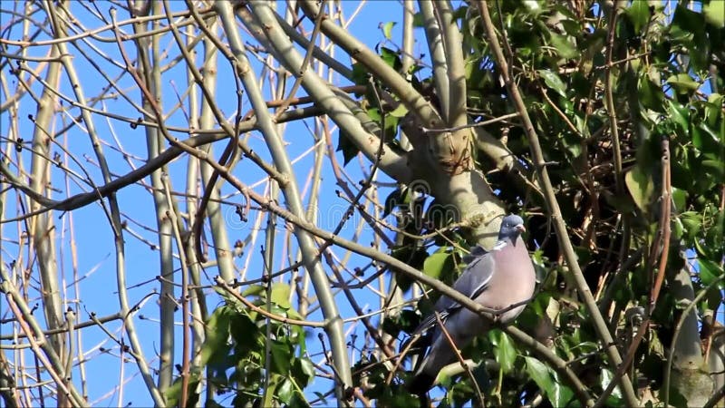 colombe se reposant sur la branche dans l'arbre