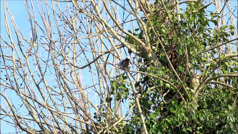 Colombe se reposant sur la branche dans l'arbre, avril, ramier