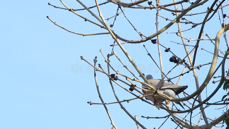 Colombe se reposant sur la branche dans l'arbre, avril, ramier