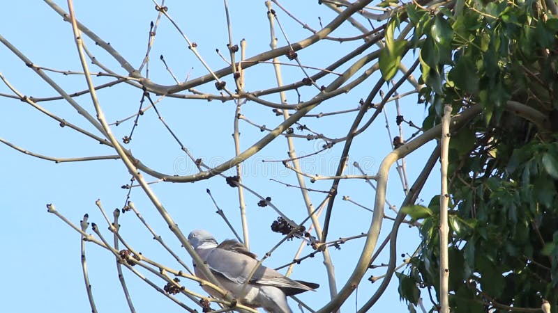 Colombe se reposant sur la branche dans l'arbre, avril, ramier