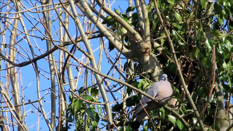 Colombe se reposant sur la branche dans l'arbre, avril, ramier
