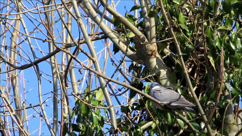 Colombe se reposant sur la branche dans l'arbre en avril