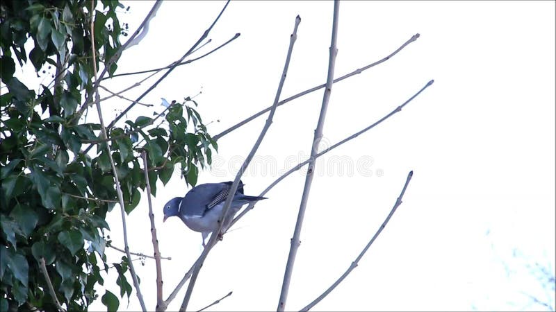 Colombe se reposant sur la branche en avril, ramier