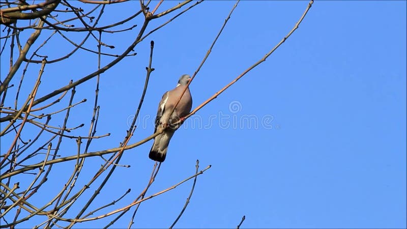 Colombe se reposant sur la branche en hiver