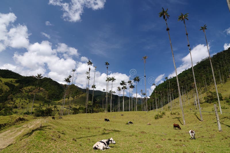 Colombia, de palmen van de Was van Vallei Cocora stock afbeelding Colombia, de palmen van de Was van Vallei Cocora stock afbeelding