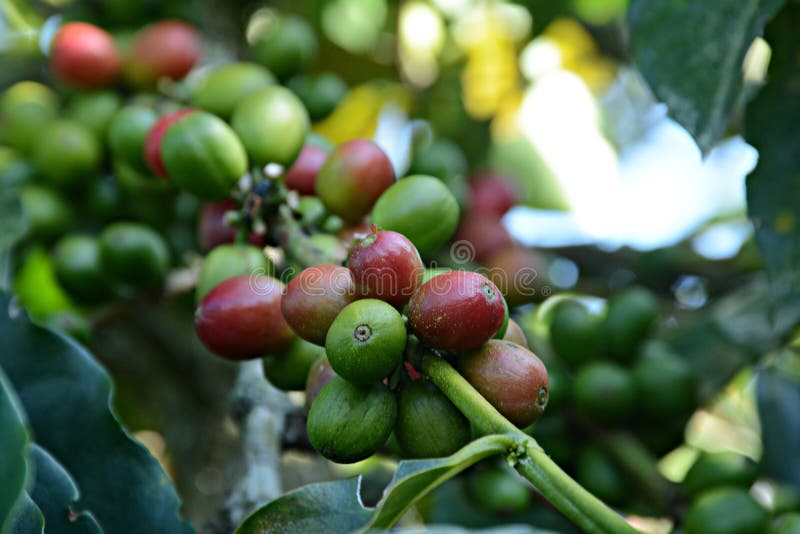 Colombian coffee grains stock photo. Image of colombian 101829374