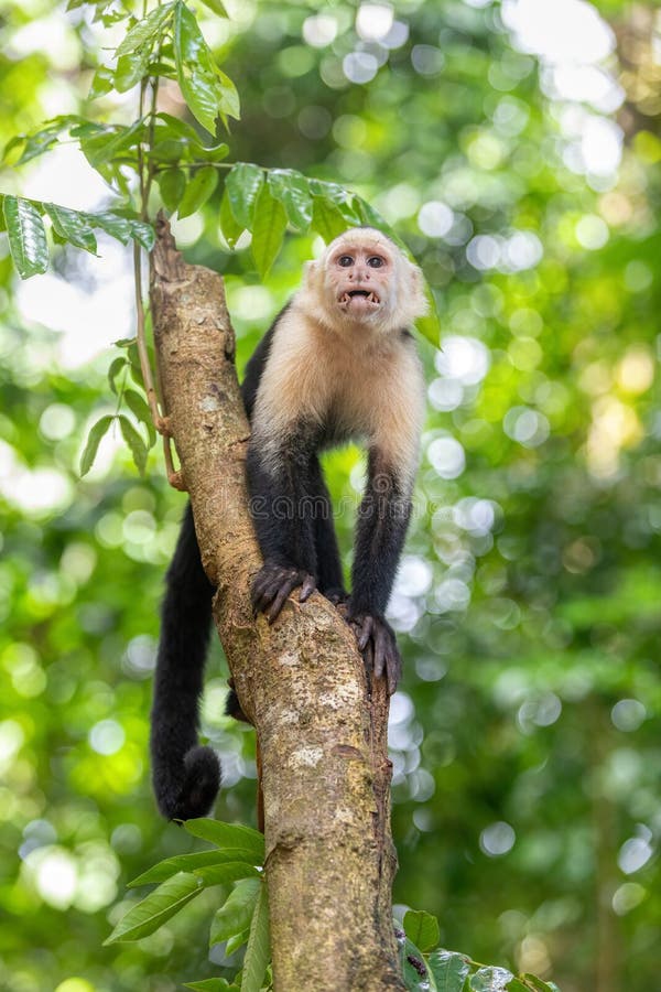 Colombian White faced Capuchin Cebus Capucinus Manuel Antonio National Colombian White faced Capuchin Cebus Capucinus Manuel Antonio National