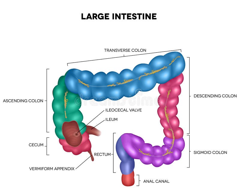 Colon ilustração stock