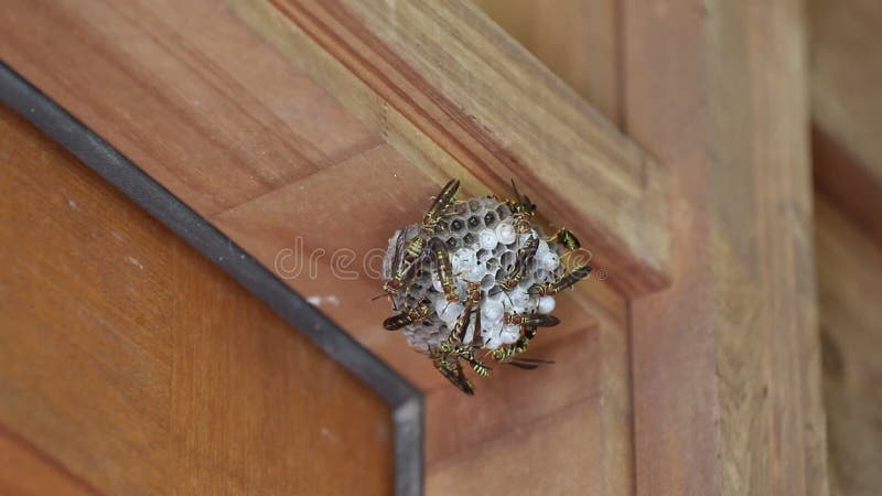 Colonia attiva di vespe sul nido attaccato alla casa