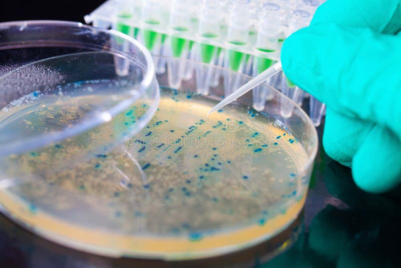 Colonia bacteriana en placas de Petri