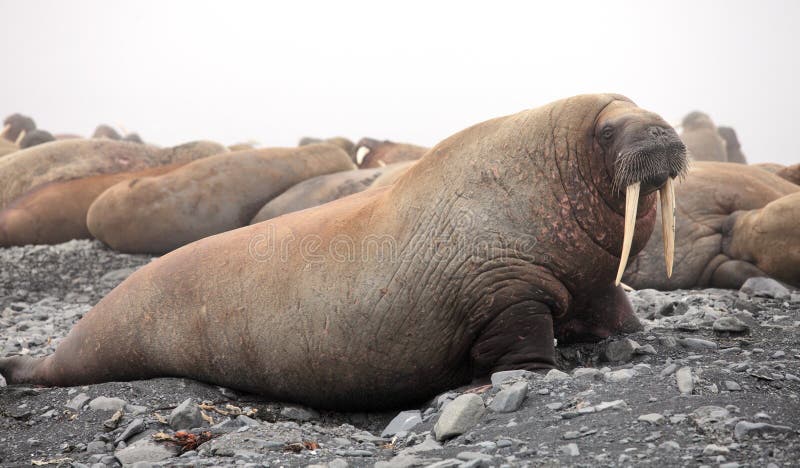 Atlantic walrus rookery in the Arctic. Atlantic walrus rookery in the Arctic