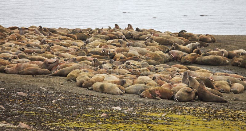 Walrus rookery - beach of Barents Sea. Walrus rookery - beach of Barents Sea