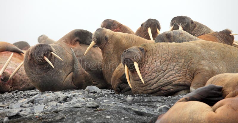 Walrus rookery - Franz Josef land. Walrus rookery - Franz Josef land