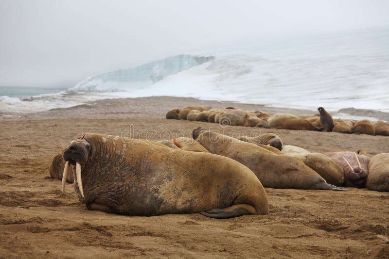 Walrus rookery - Franz Josef land. Walrus rookery - Franz Josef land