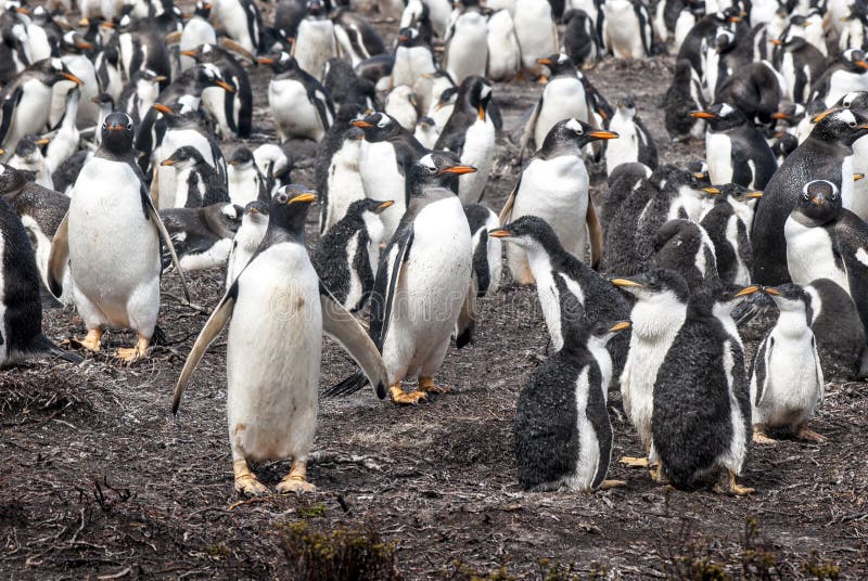 Colonia de pingüino de Gentoo - Falkland Islands