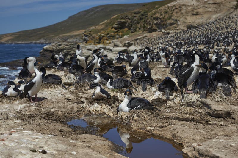 Colonia de reproducción de shag imperial en la isla de carcass en las islas falkland. fotografía de archivo libre de regalías