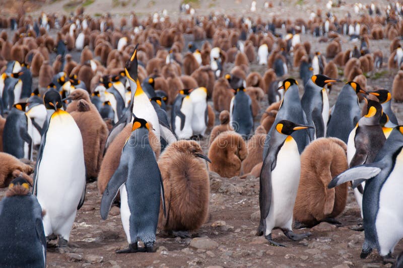 Colonia de rey pingüino