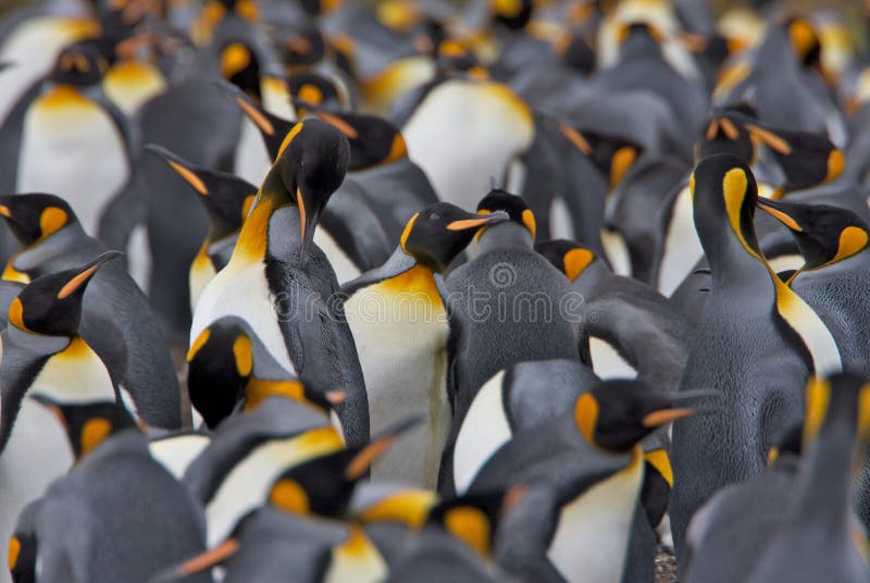 Colonia de rey pingüinos