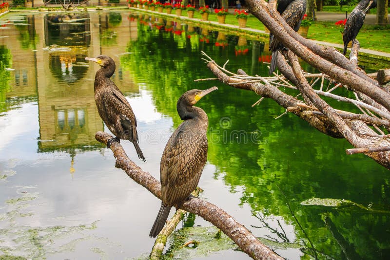 Colonia dei cormorani di re che si siedono davanti ad un giardino del castello fotografie stock libere da diritti Colonia dei cormorani di re che si siedono davanti ad un giardino del castello fotografie stock libere da diritti