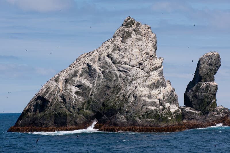 Colonia dei cormorani su roccia in mare antartico fotografia stock Colonia dei cormorani su roccia in mare antartico fotografia stock