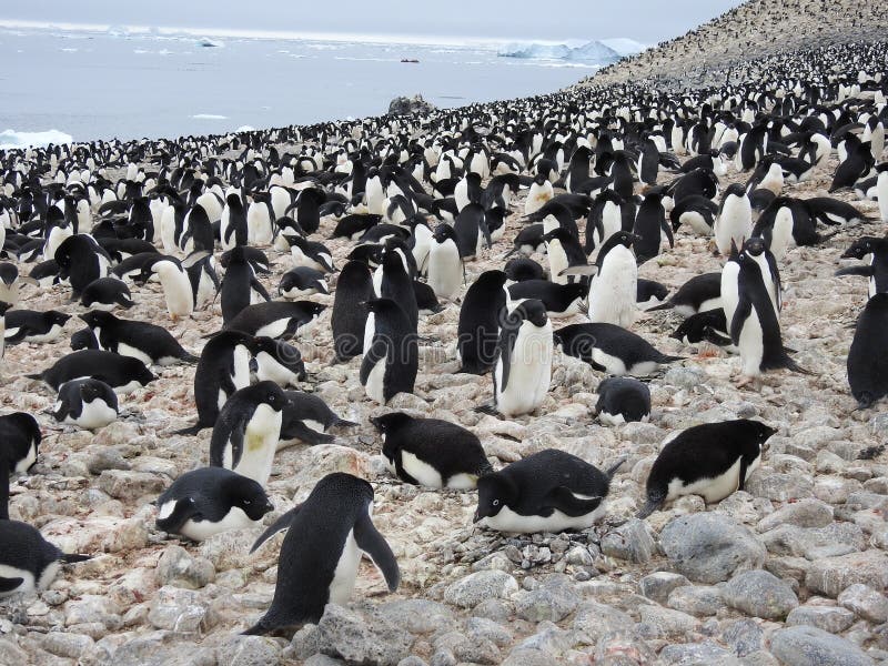 Colonia del pingüino de Adelie imágenes de archivo libres de regalías Colonia del pingüino de Adelie imágenes de archivo libres de regalías
