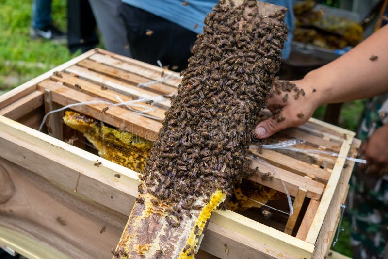 Colonia di api piena di nutrienti e vitamina ad alto tenore di miele, trasferita in una scatola fatta a mano. Colonia di api chiusa piena di miele nutriente ad alto contenuto di vitamina e di nutrimento ad apice in scatola di confezioni a mano