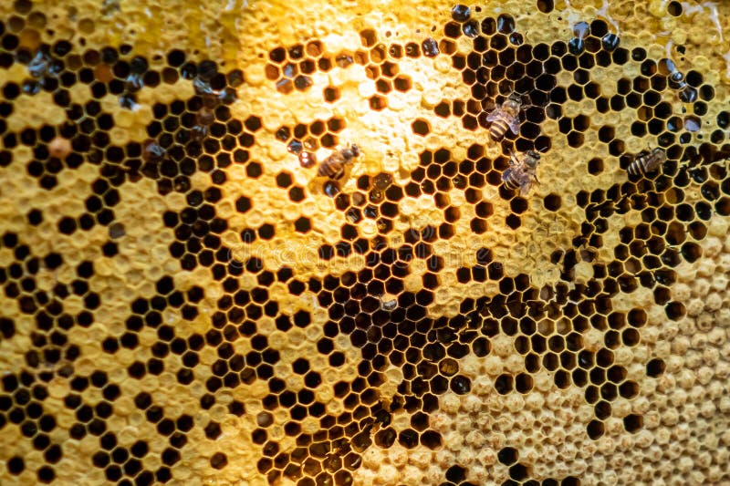 Colonia di api piena di nutrienti e vitamina ad alto tenore di miele, trasferita in una scatola fatta a mano fotografia stock libera da diritti