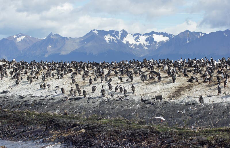 Colonia di re Cormorant, Argentina fotografia stock libera da diritti Colonia di re Cormorant, Argentina fotografia stock libera da diritti