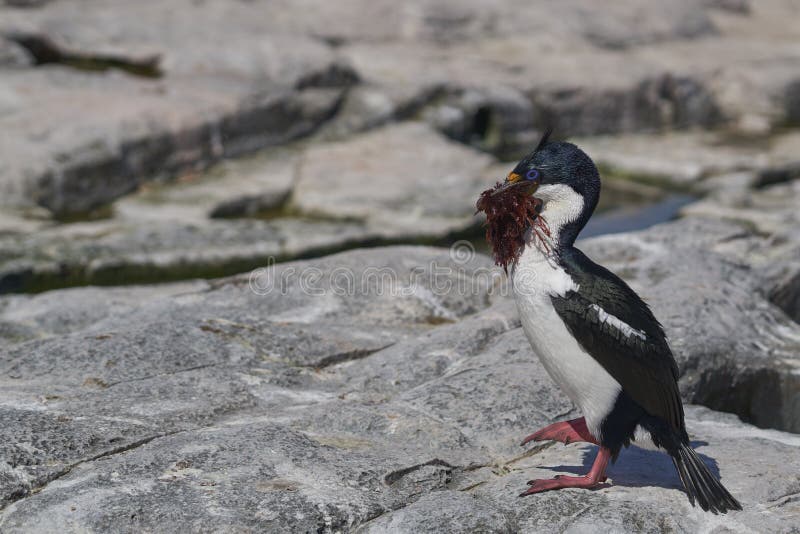 Colonia Imperial Shag en las Islas Malvinas foto de archivo libre de regalías