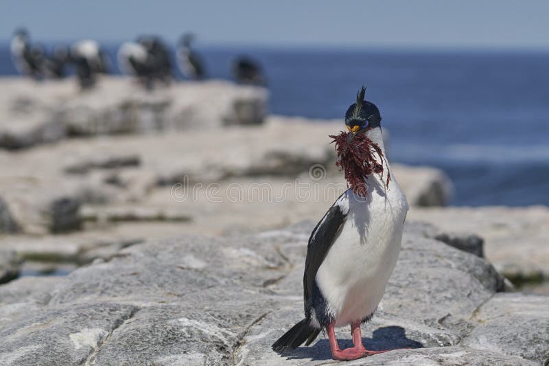 Colonia Imperial Shag en las Islas Malvinas foto de archivo libre de regalías