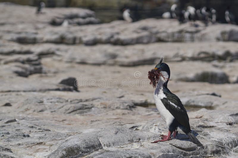 Colonia Imperial Shag en las Islas Malvinas fotografía de archivo libre de regalías