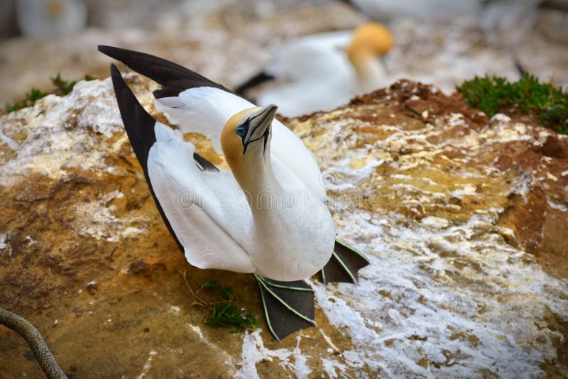 Colonia salvaje del gannet en la costa de Muriwai en Nueva Zelanda fotos de archivo Colonia salvaje del gannet en la costa de Muriwai en Nueva Zelanda fotos de archivo
