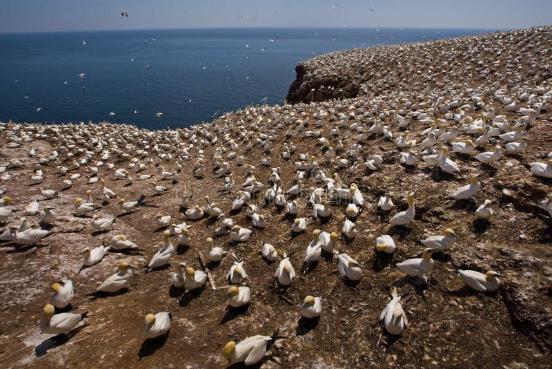 Colonie nordique de Gannet photo stock Colonie nordique de Gannet photo stock