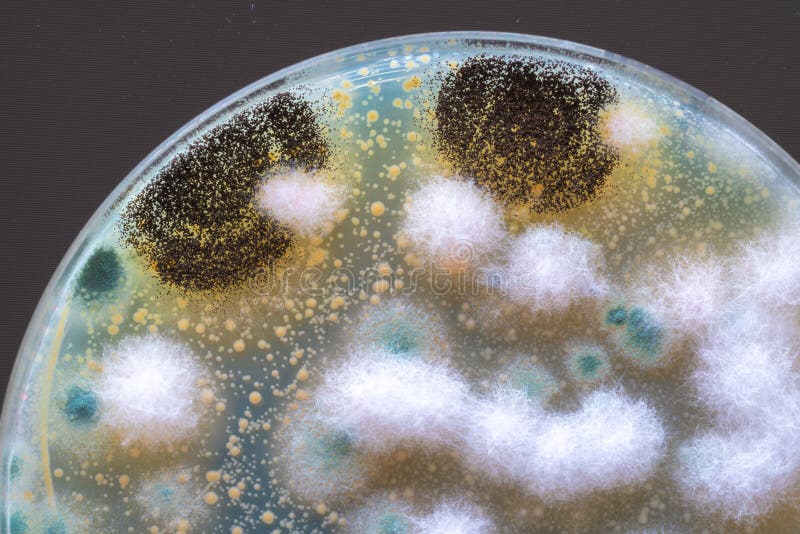 Colonies of Fungi and Bacteria on Agar in a Petri Dish Stock Image