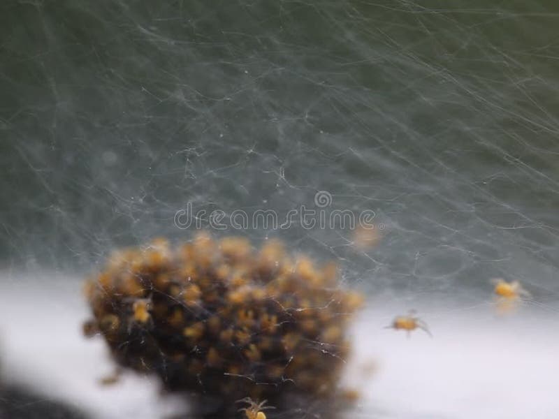 Colonies of spiders stock footage. Video of crawly, brown 54515022